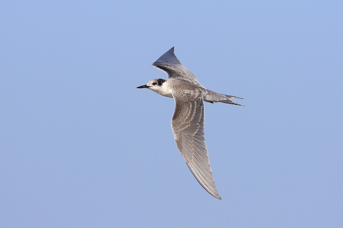 White-cheeked Tern - ML624161192