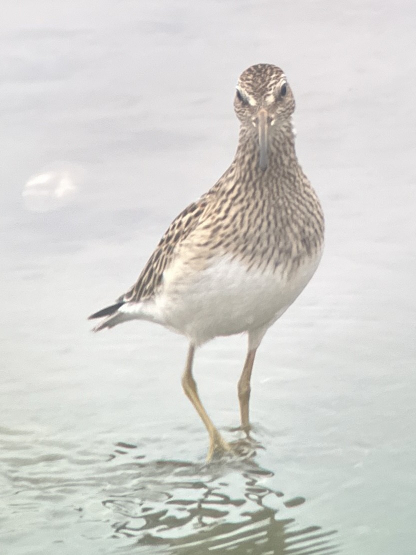 Pectoral Sandpiper - ML624161196