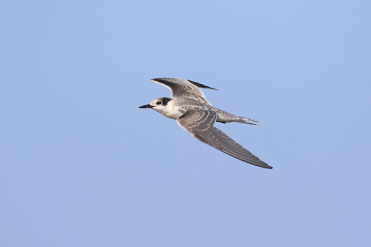 White-cheeked Tern - ML624161200