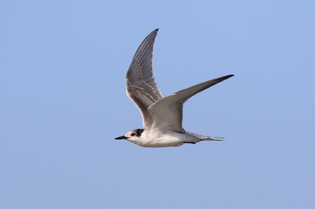 White-cheeked Tern - ML624161202