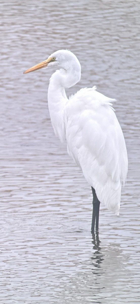 Great Egret - ML624161211