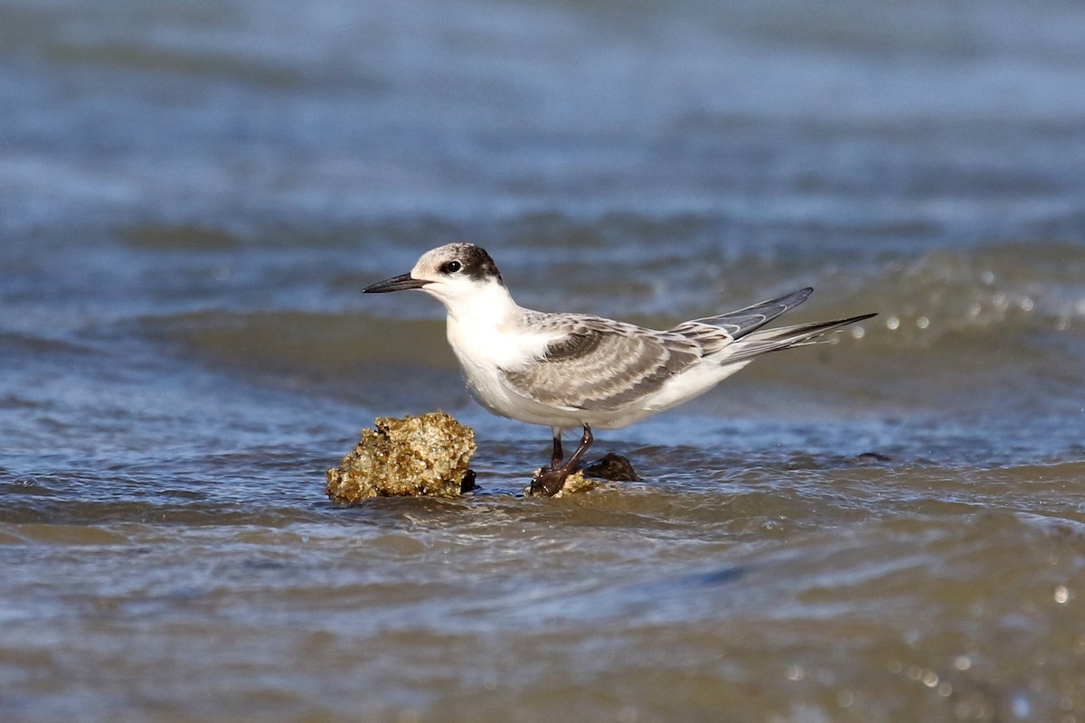 White-cheeked Tern - ML624161223