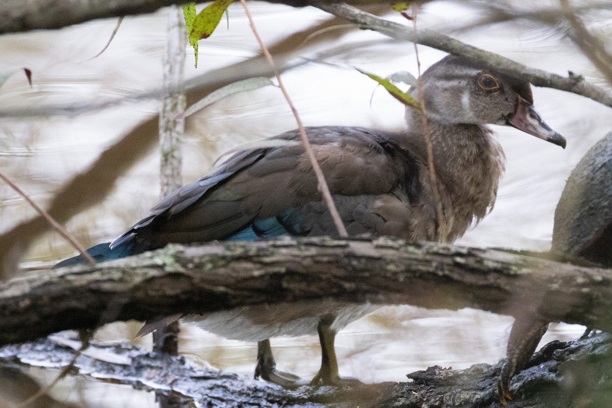 Wood Duck - ML624161230