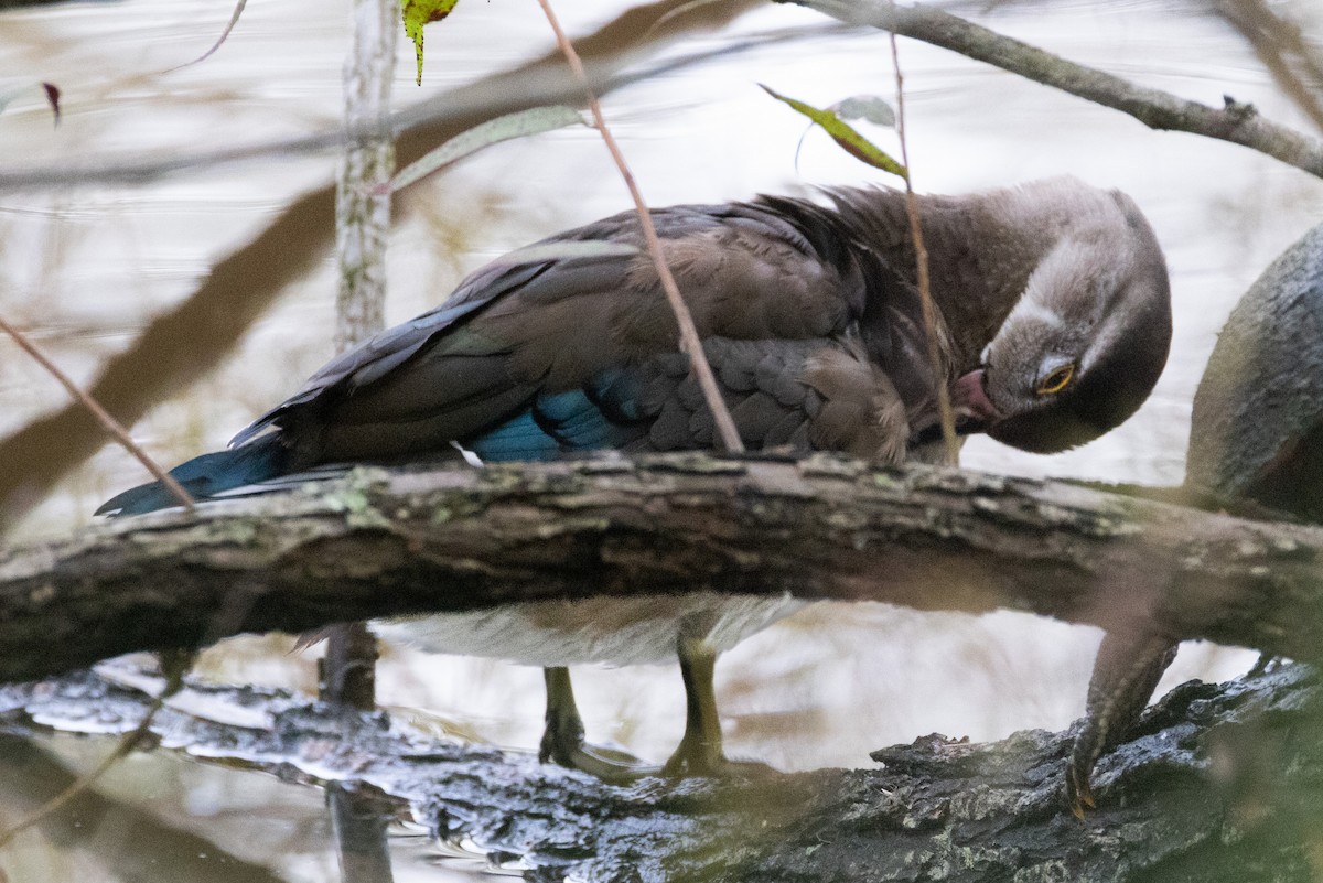 Wood Duck - ML624161231
