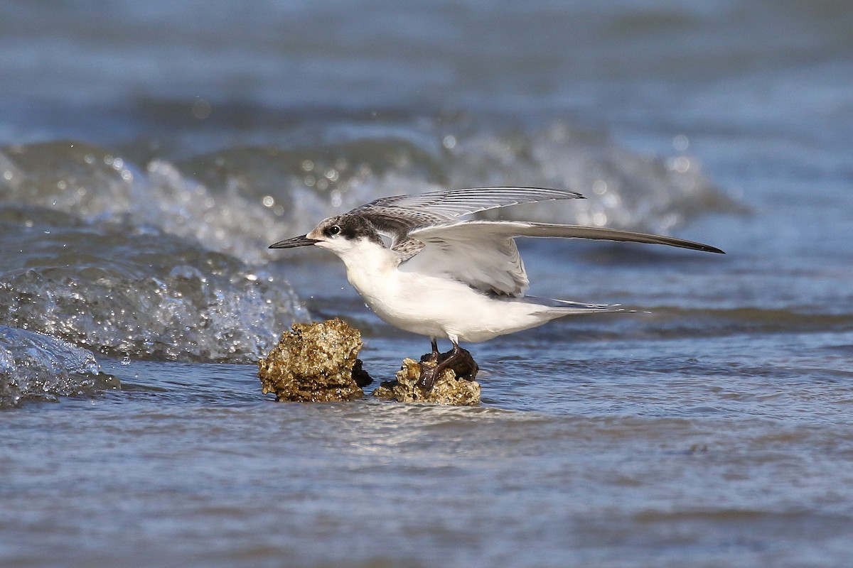 White-cheeked Tern - ML624161237