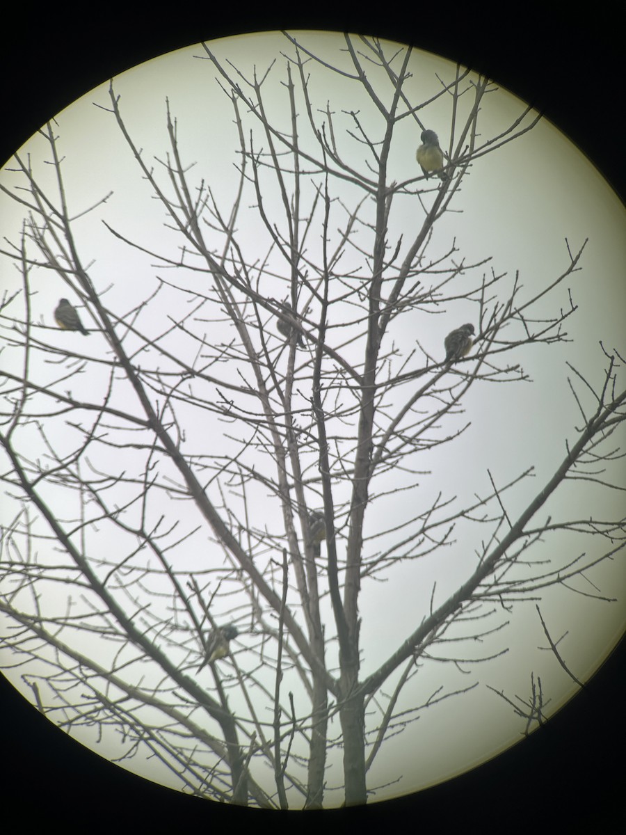 Cassin's Kingbird - ML624161244