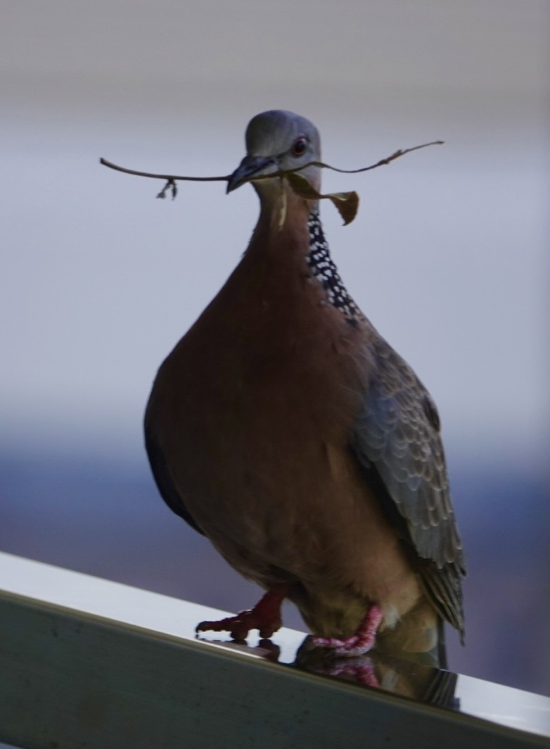 Spotted Dove - ML624161253