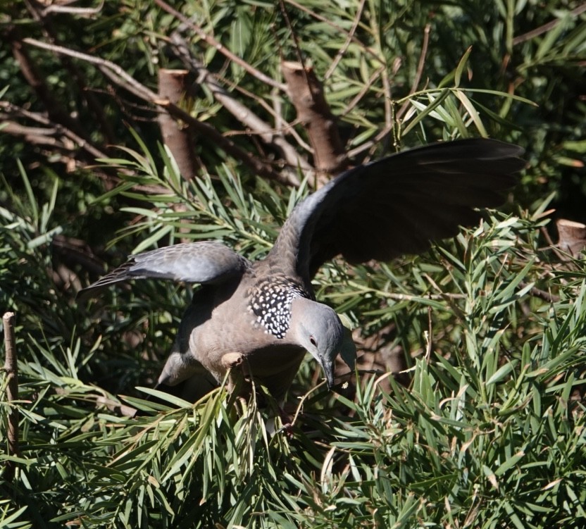 Spotted Dove - ML624161254