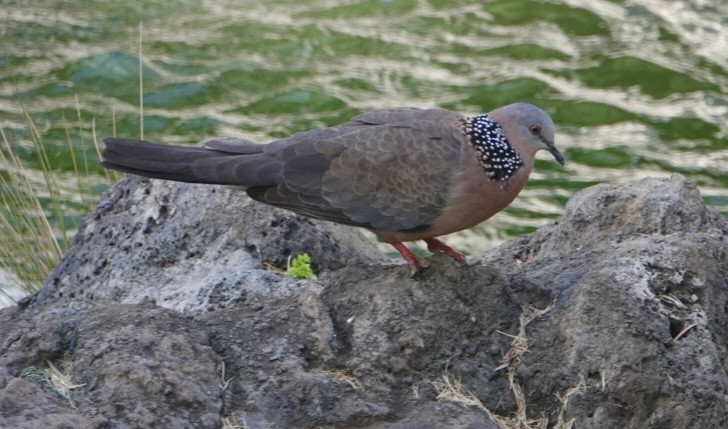 Spotted Dove - ML624161255