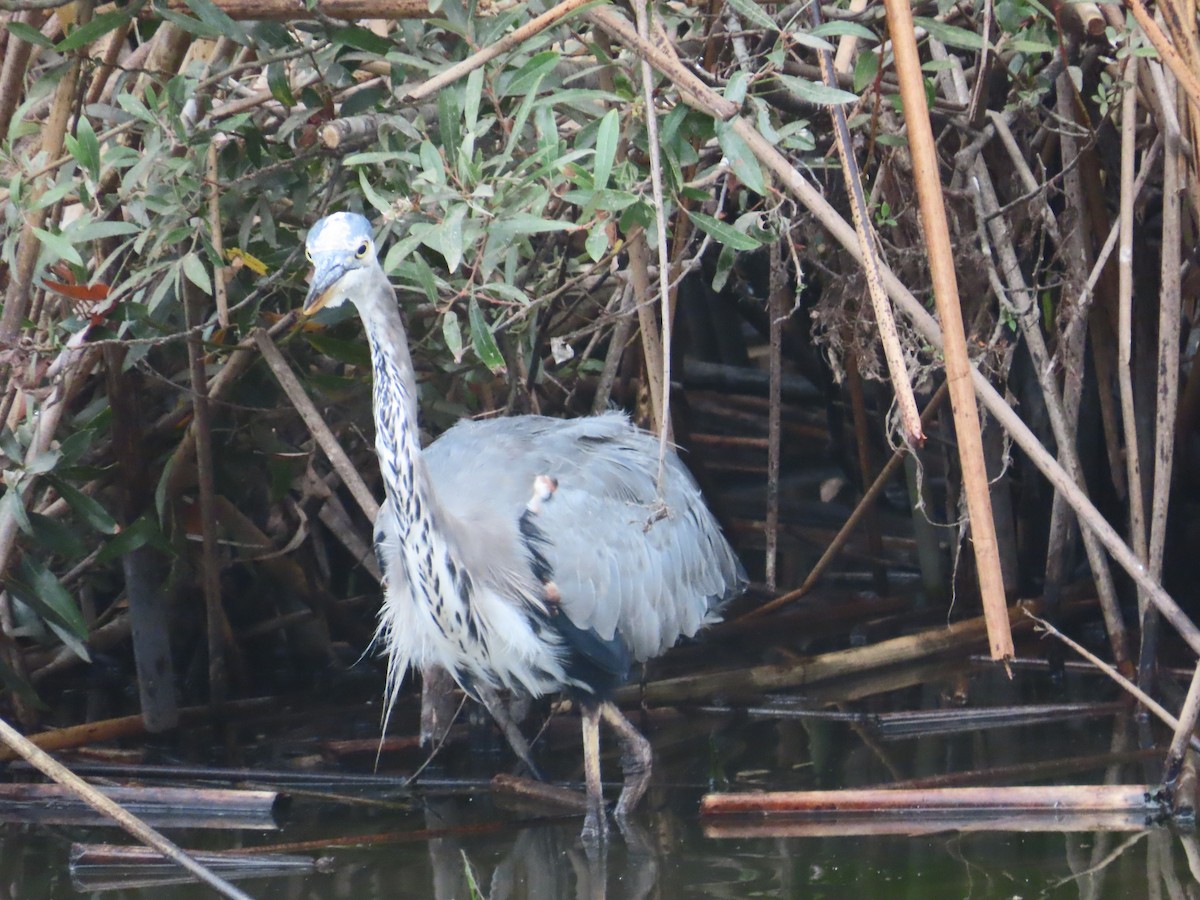 Great Blue Heron - ML624161281