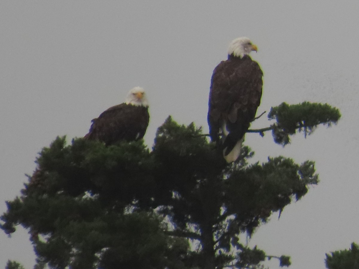 Bald Eagle - Kathy Dale