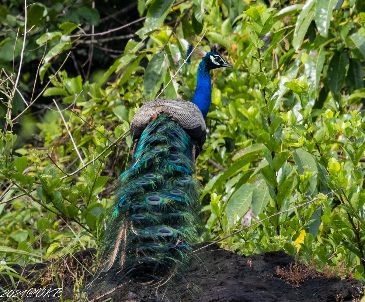 Indian Peafowl - ML624161298