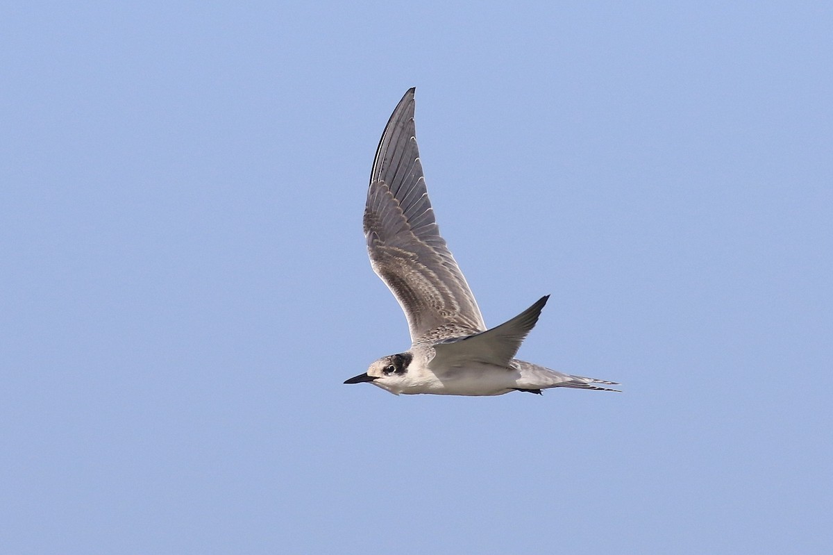 White-cheeked Tern - ML624161300