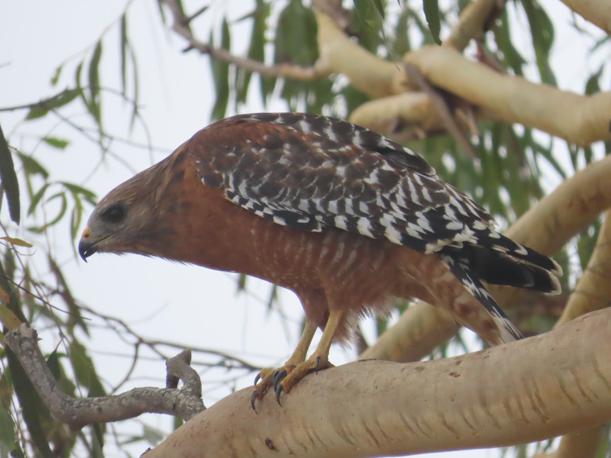 Red-shouldered Hawk - ML624161301