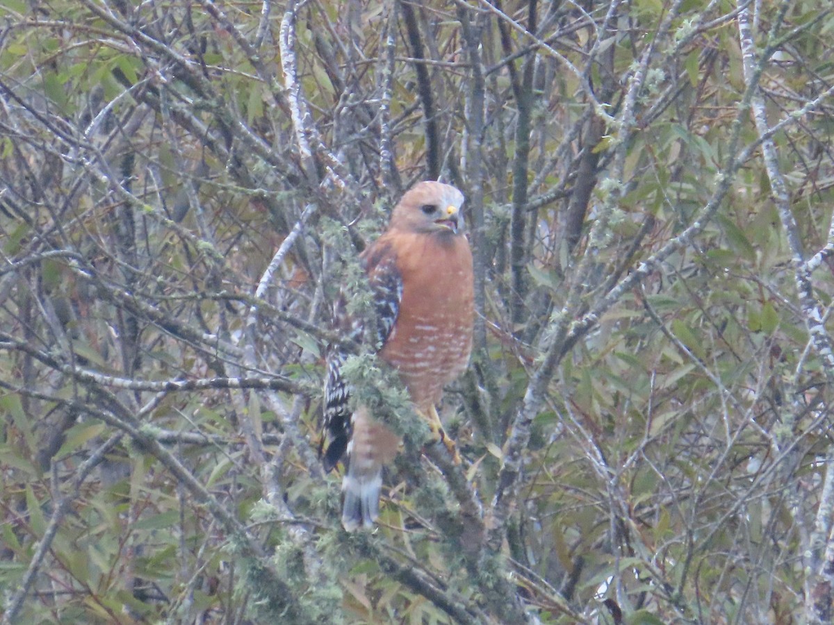 Red-shouldered Hawk - ML624161302