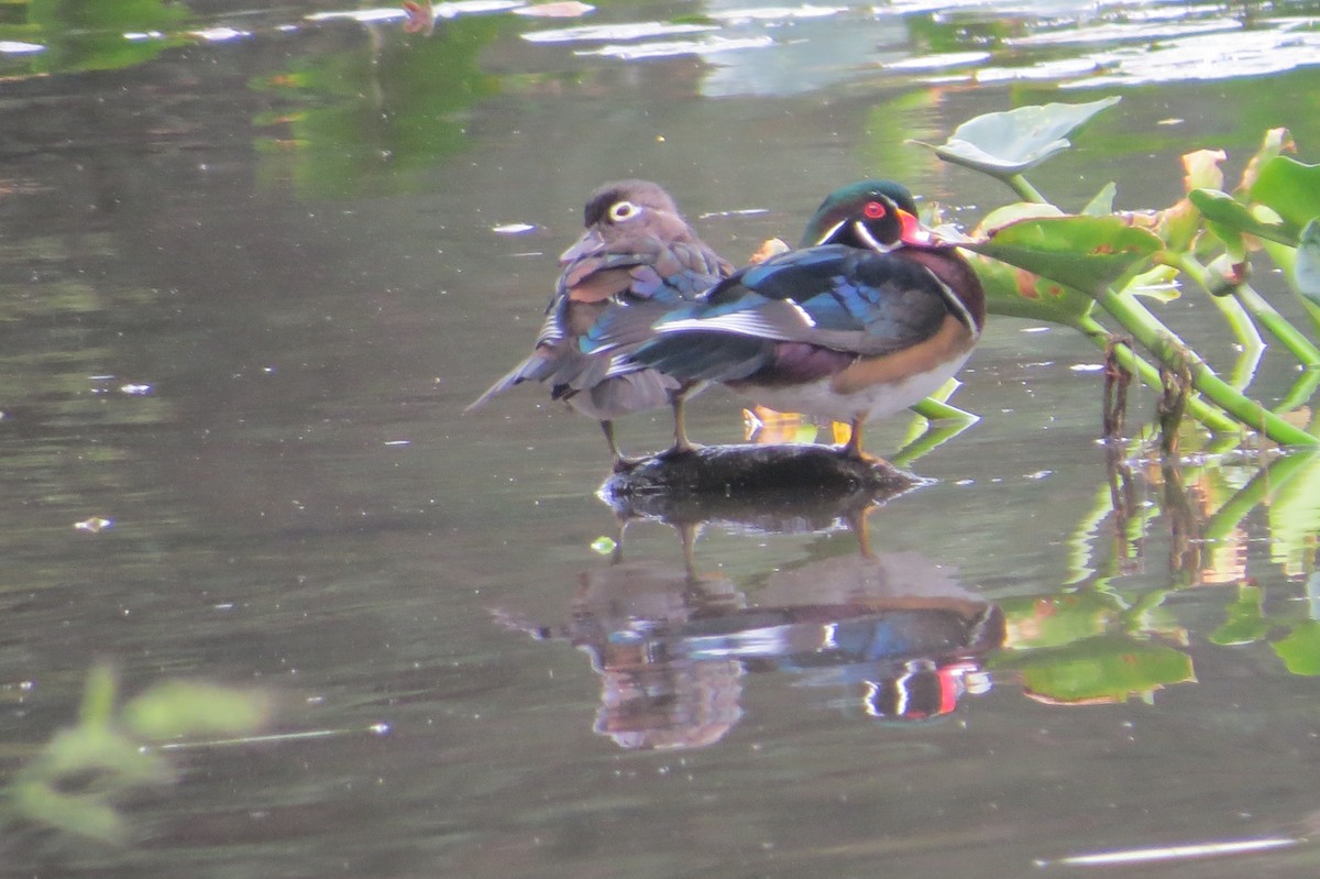 Wood Duck - ML624161307