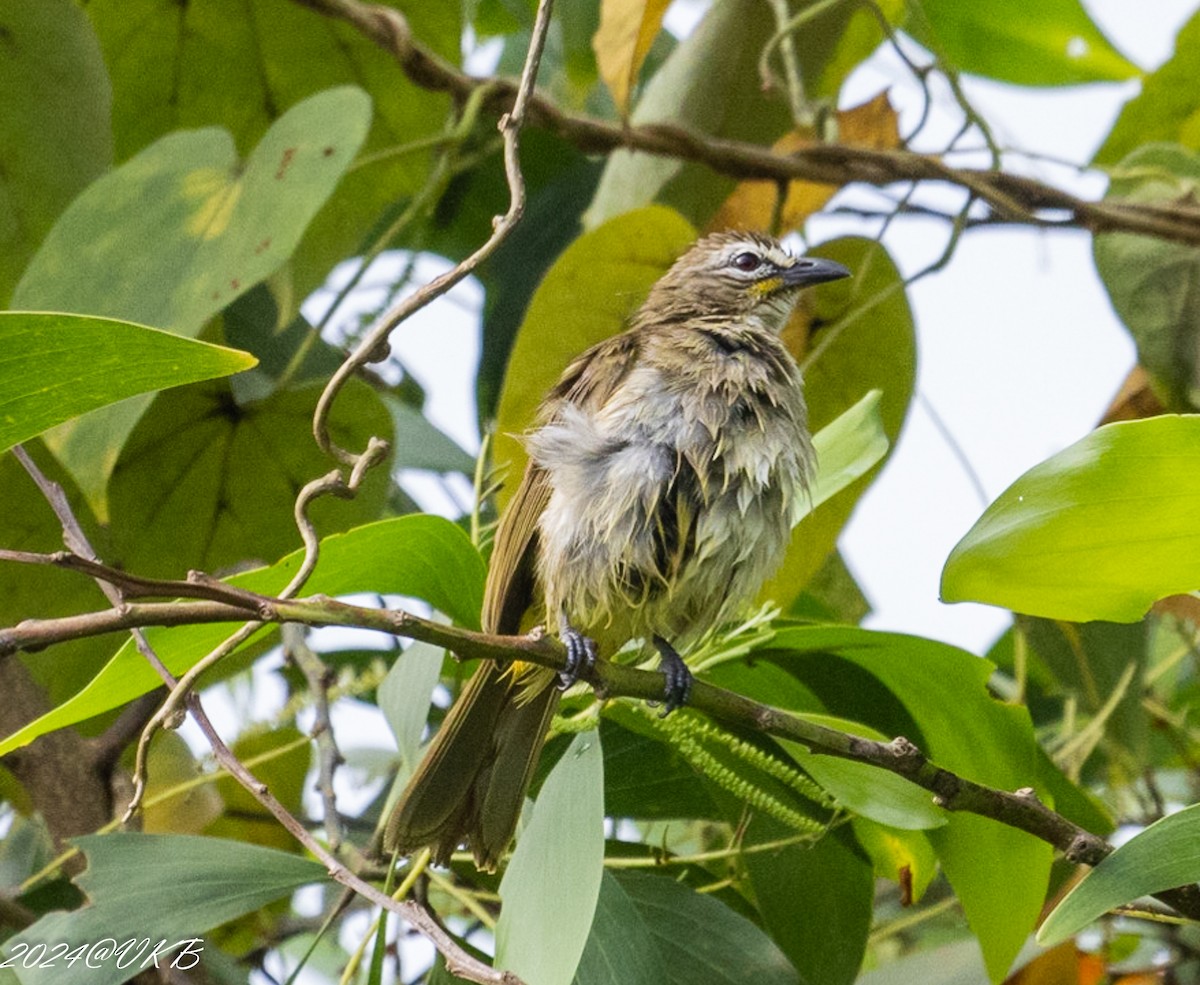 White-browed Bulbul - ML624161312