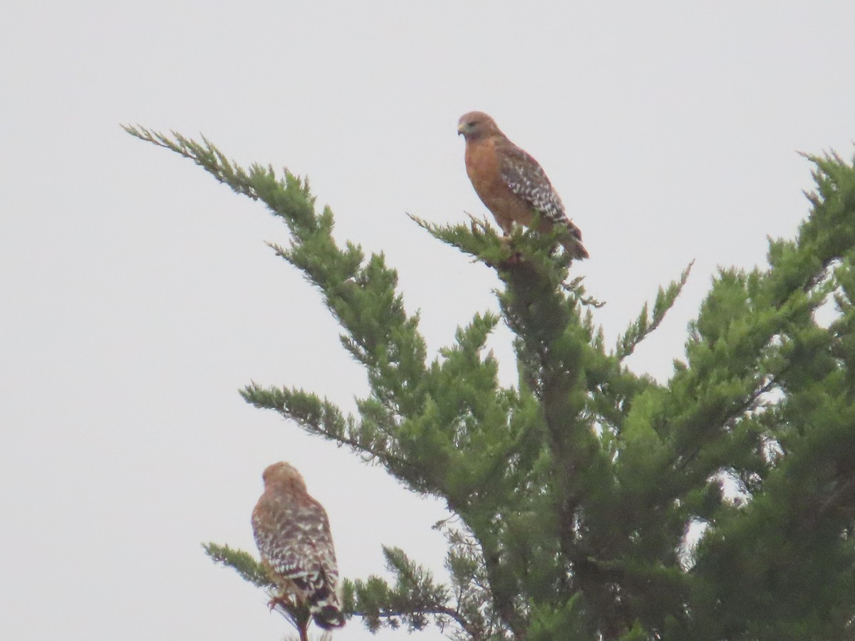 Red-shouldered Hawk - ML624161314