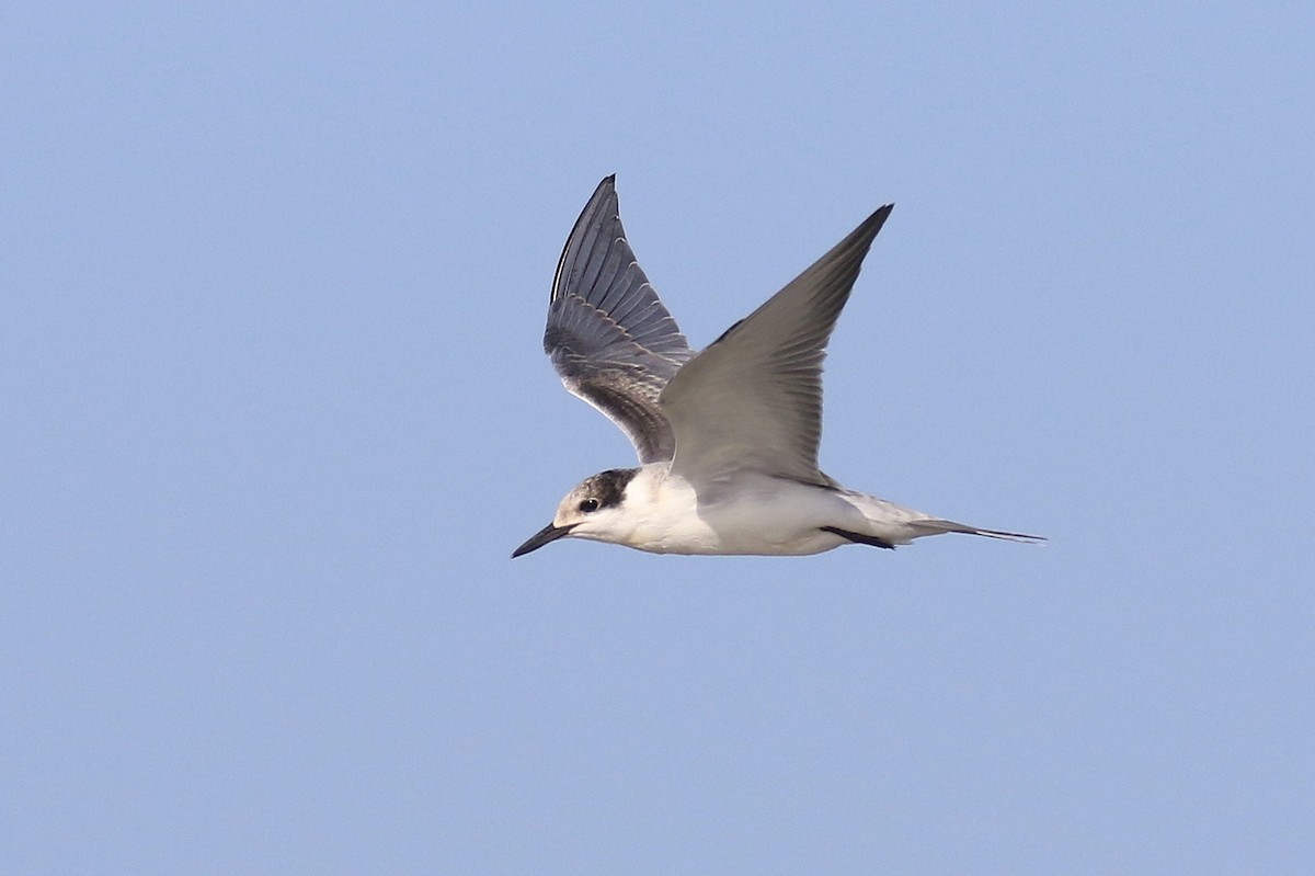 White-cheeked Tern - ML624161322