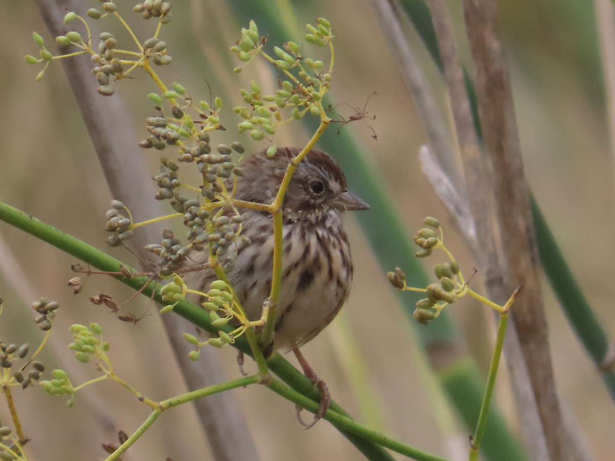 Song Sparrow - Kathy Dale