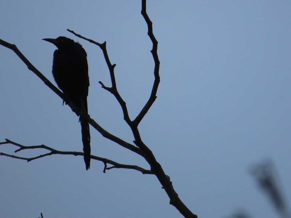 Great-tailed Grackle - ML624161343