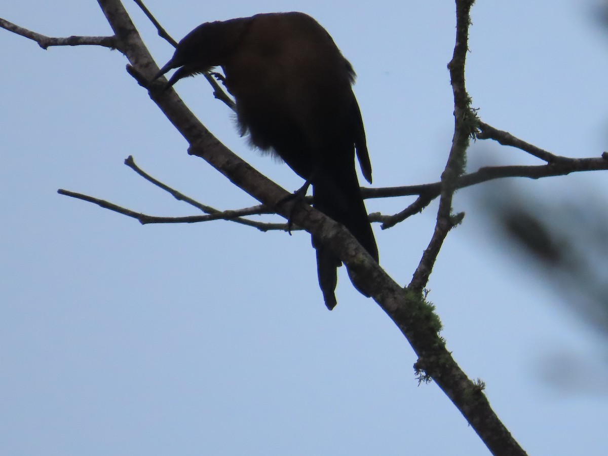 Great-tailed Grackle - ML624161344