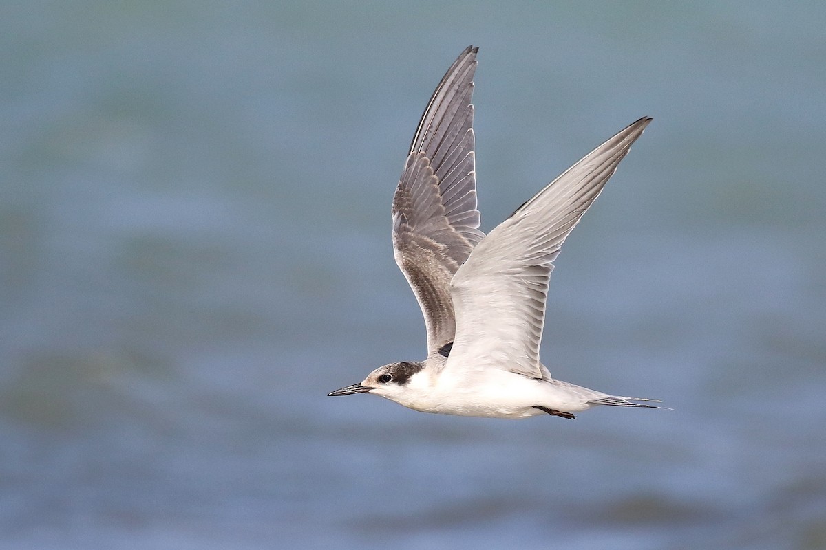 White-cheeked Tern - ML624161355