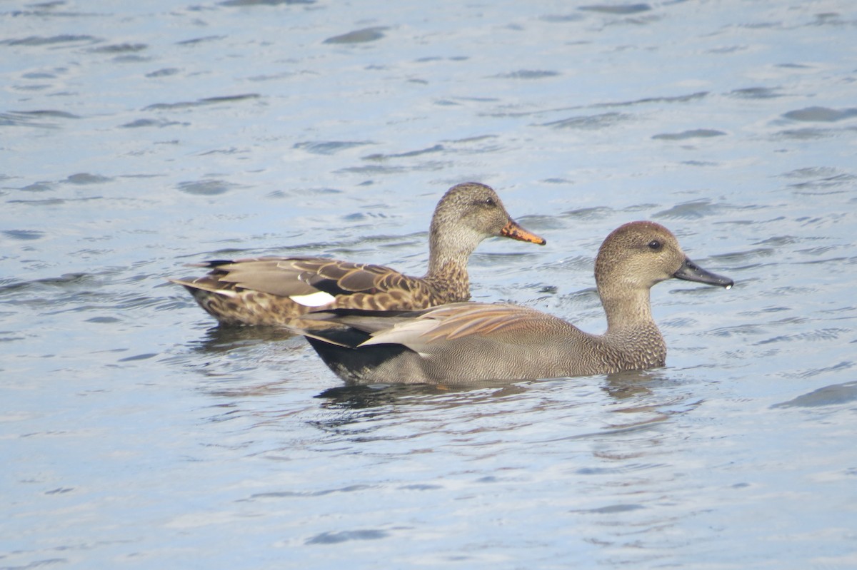 Gadwall - ML624161356