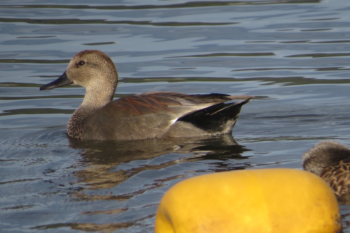 Gadwall - vic nelson