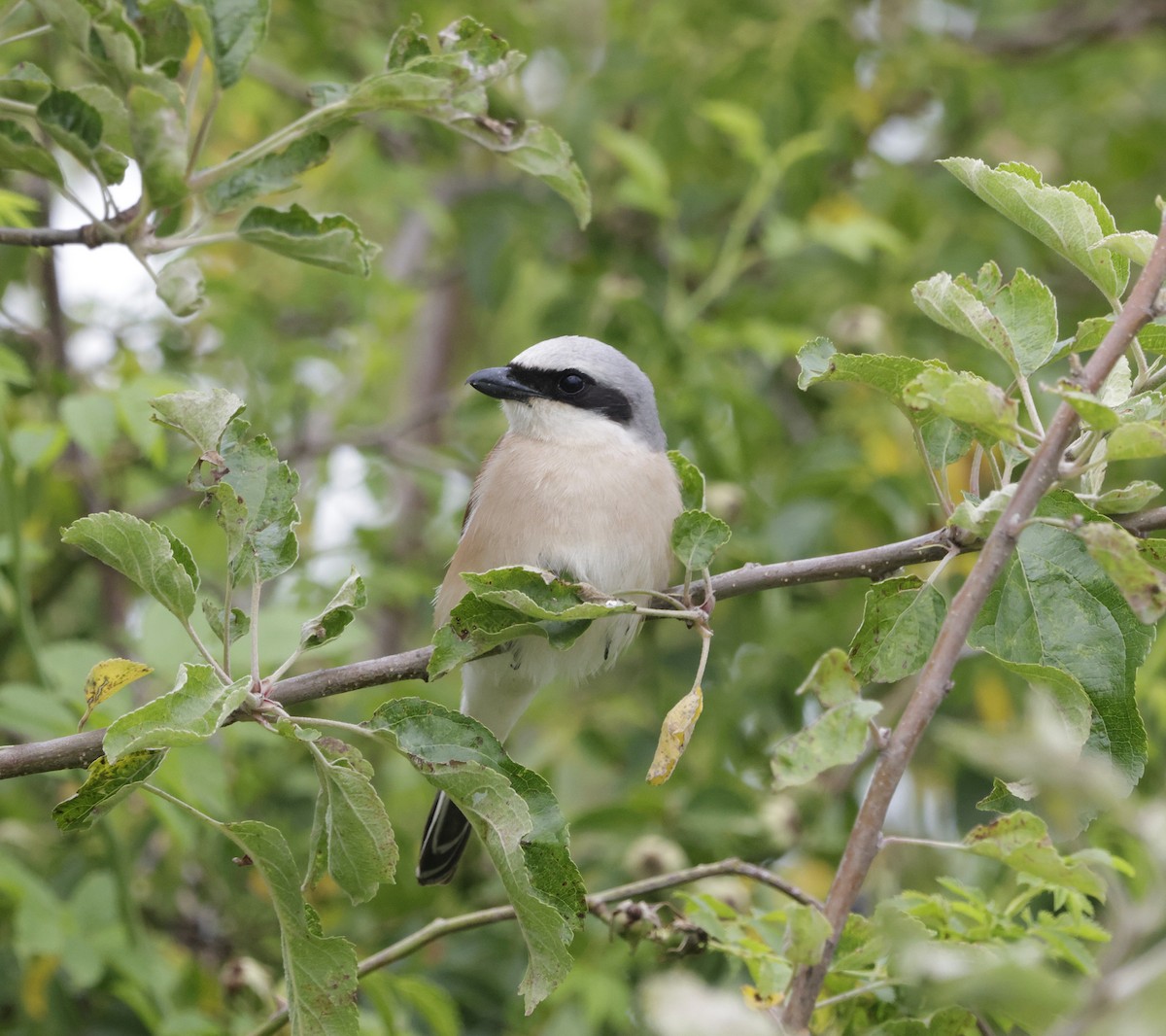 Red-backed Shrike - Luke Lambert