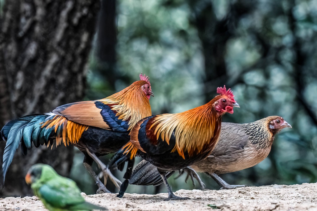 Red Junglefowl - ML624161396