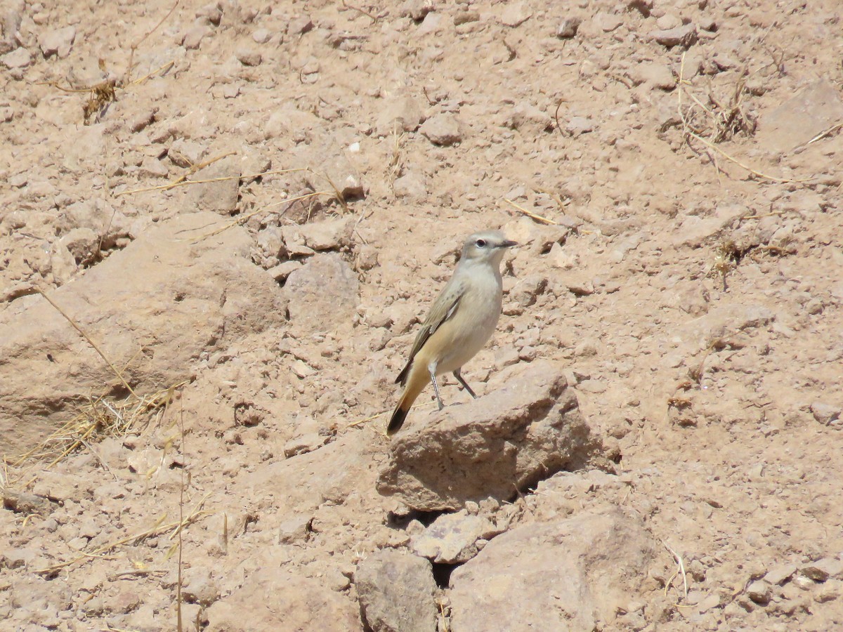 Persian Wheatear - ML624161398