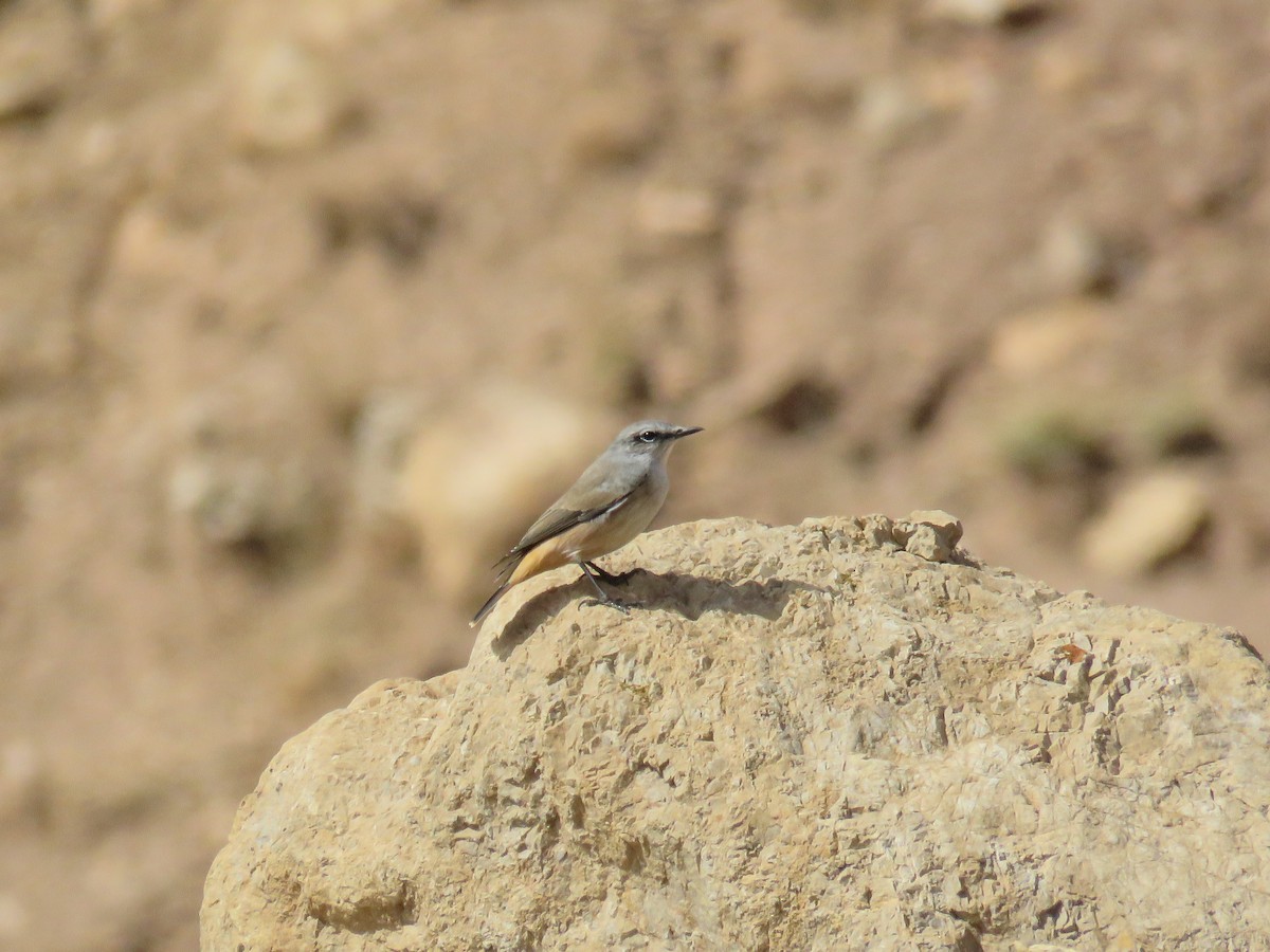 Persian Wheatear - ML624161399