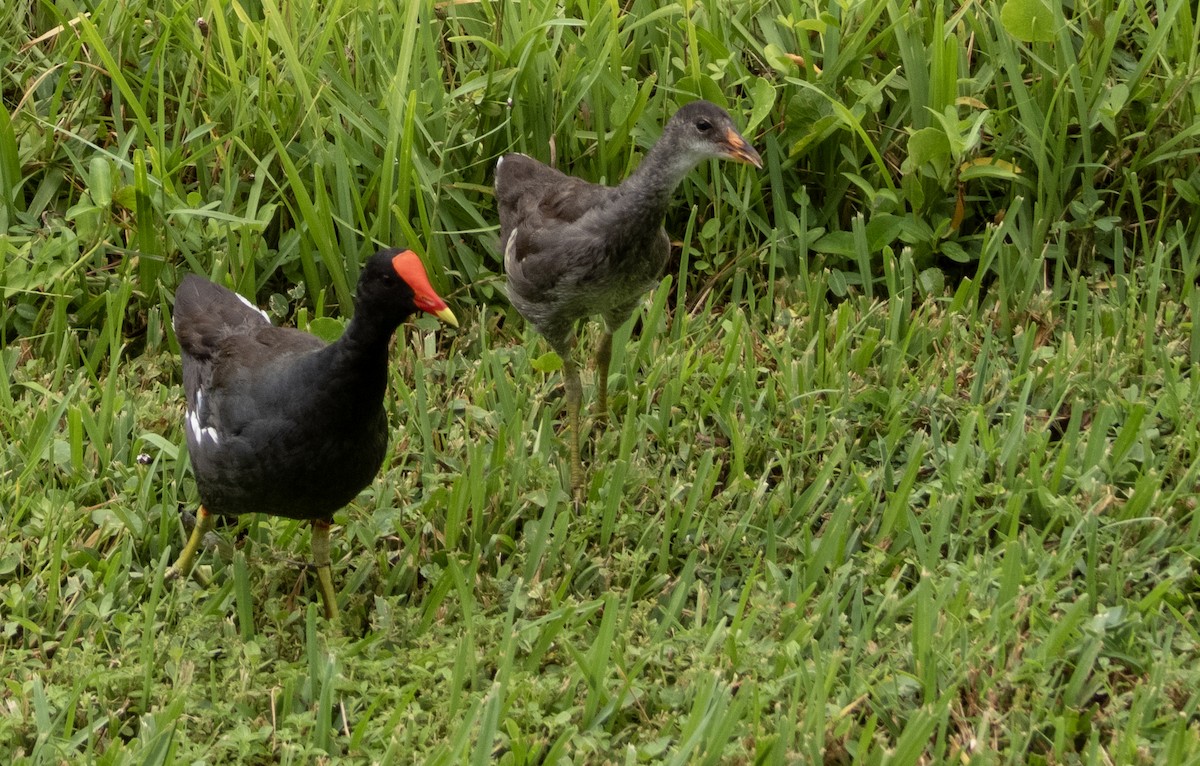 ML624161420 Common Gallinule Macaulay Library