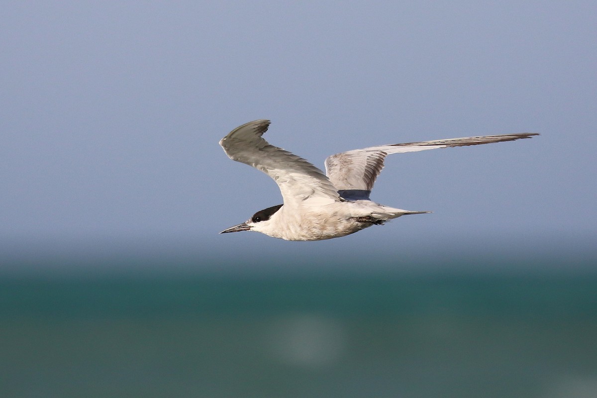 White-cheeked Tern - ML624161445