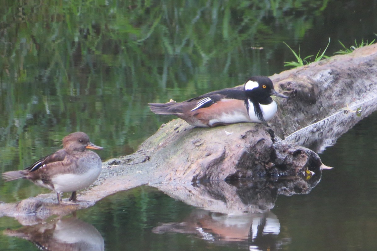 Hooded Merganser - ML624161446