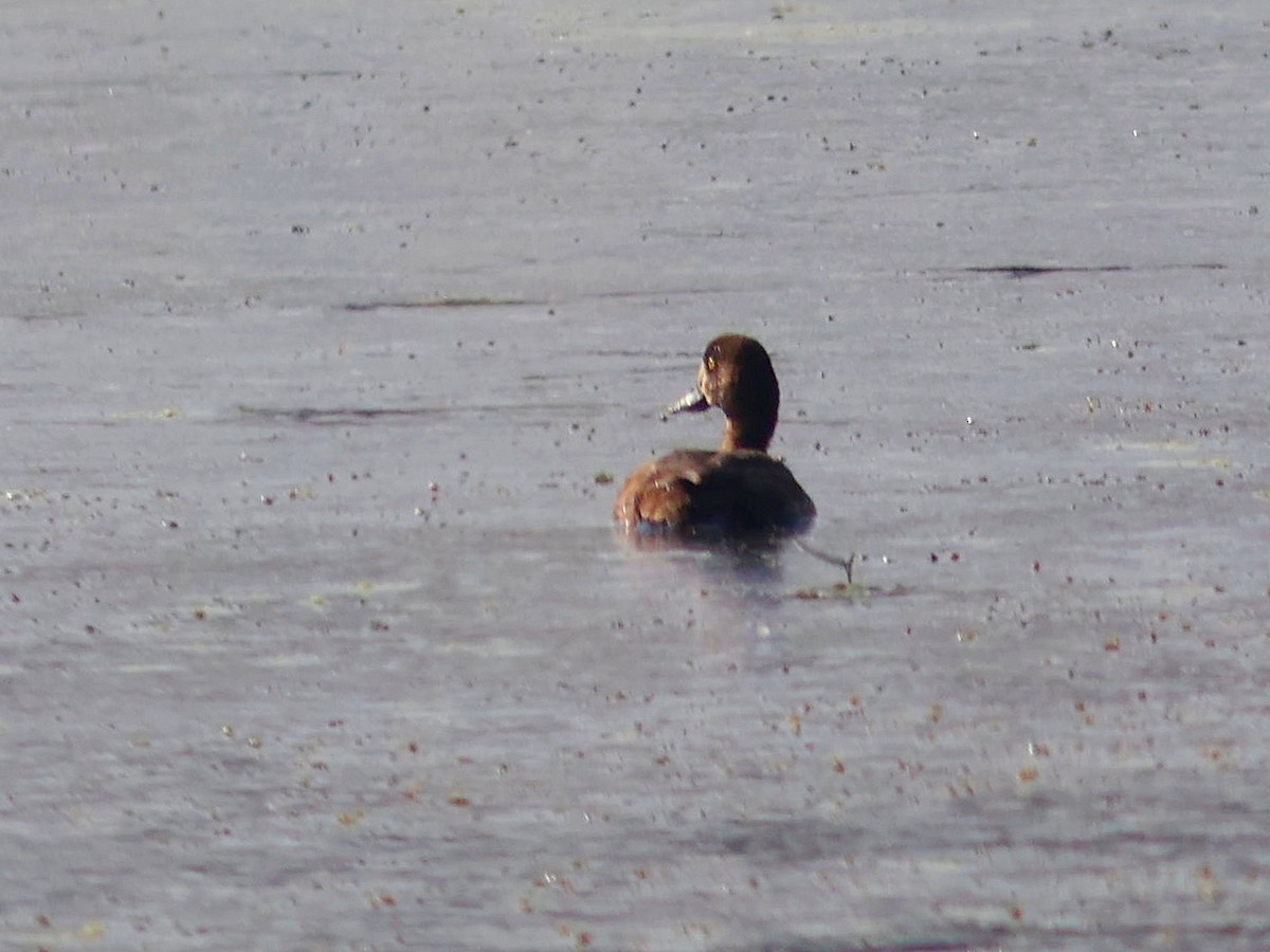 Lesser Scaup - ML624161453