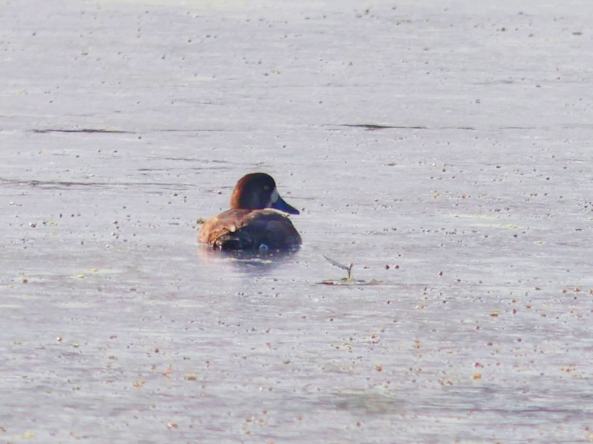 Lesser Scaup - Silas Wareham