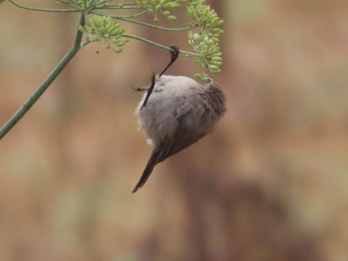 Bushtit - ML624161457