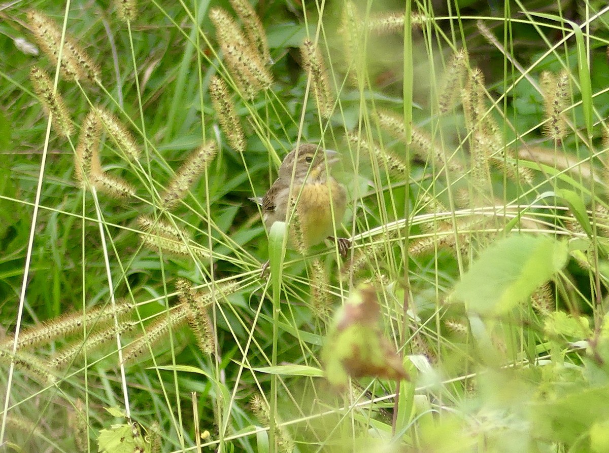 Dickcissel - ML624161459