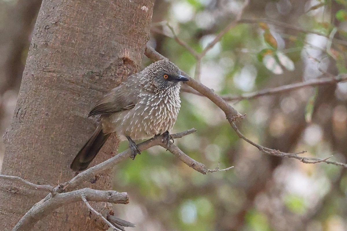 Arrow-marked Babbler - ML624161465