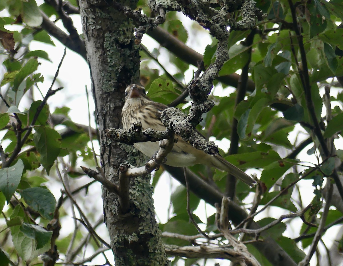 Rose-breasted Grosbeak - ML624161467