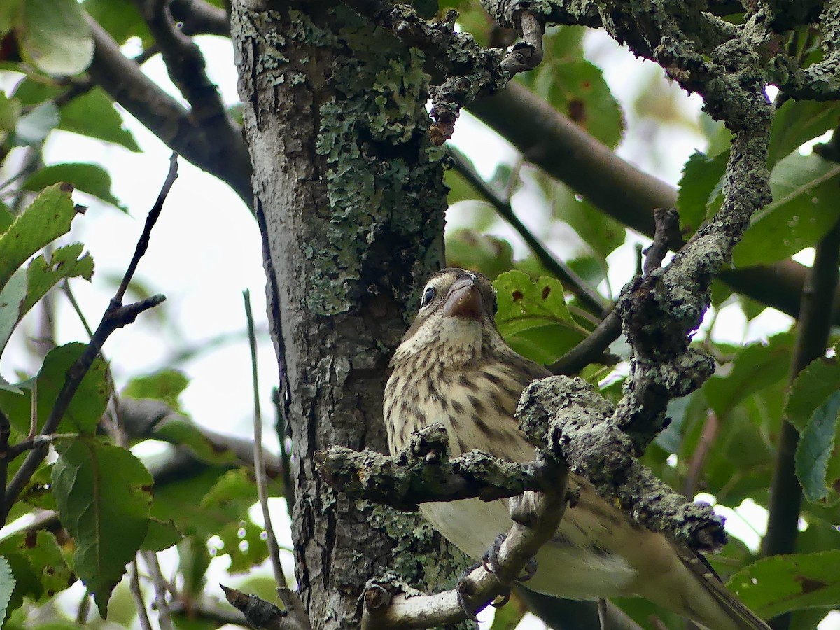 Rose-breasted Grosbeak - ML624161468