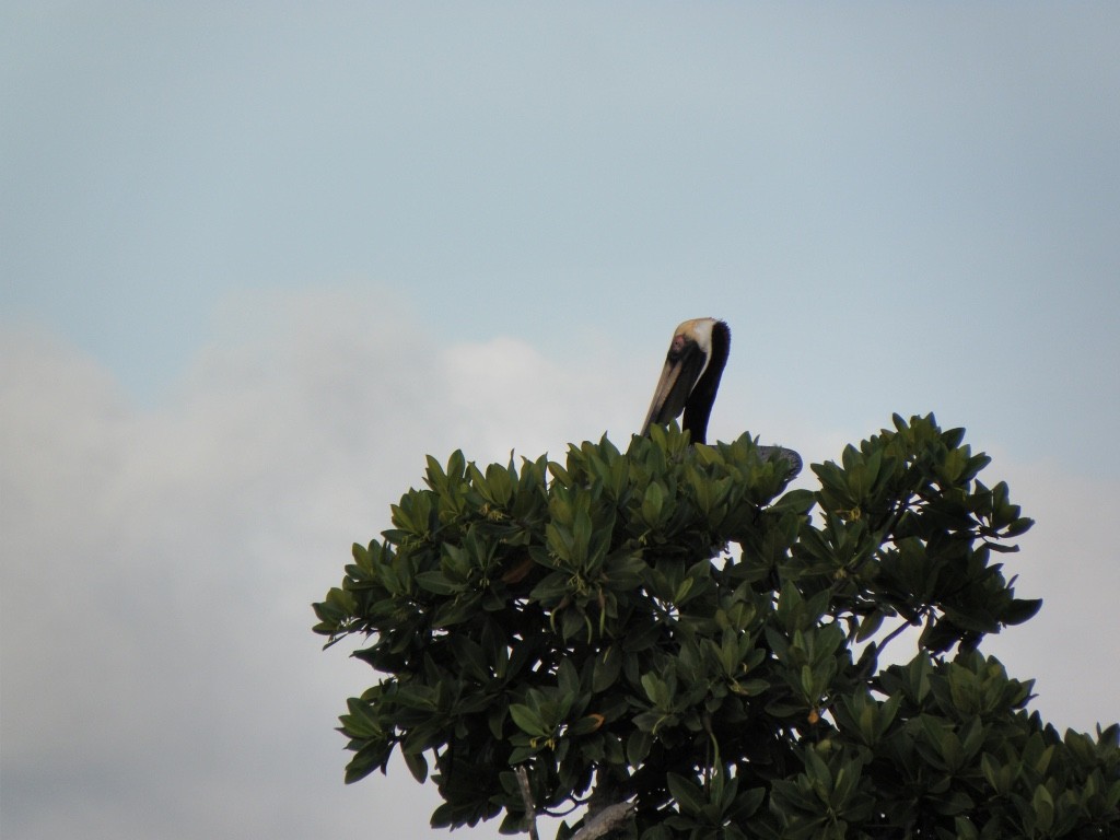 Brown Pelican - Rachel Kerwin