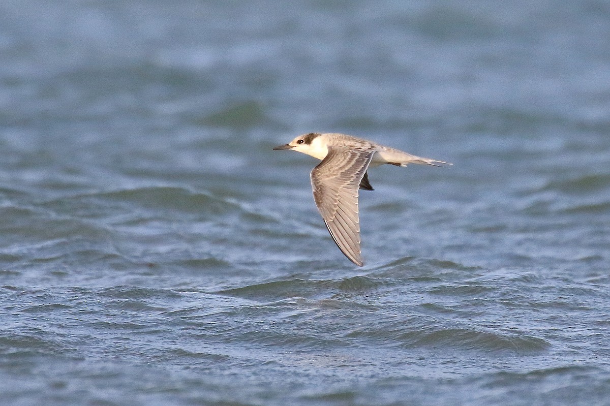 White-cheeked Tern - ML624161502