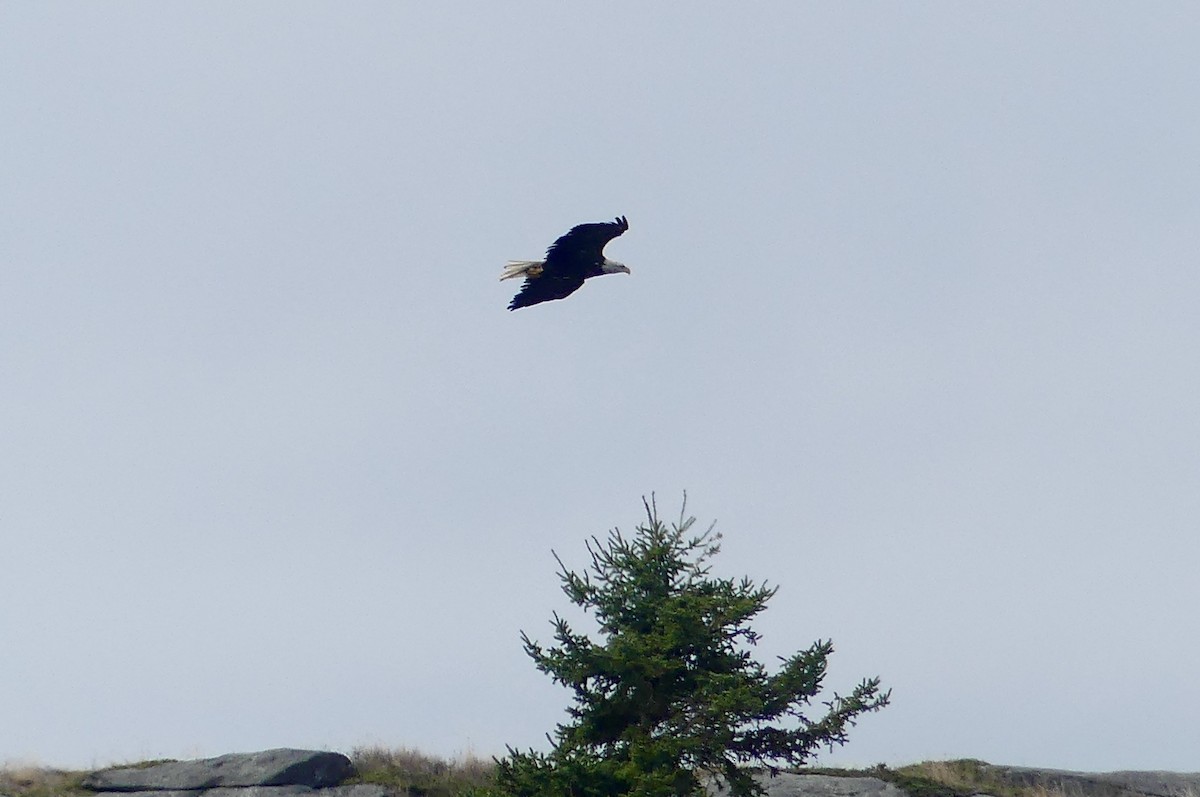 Bald Eagle - ML624161508