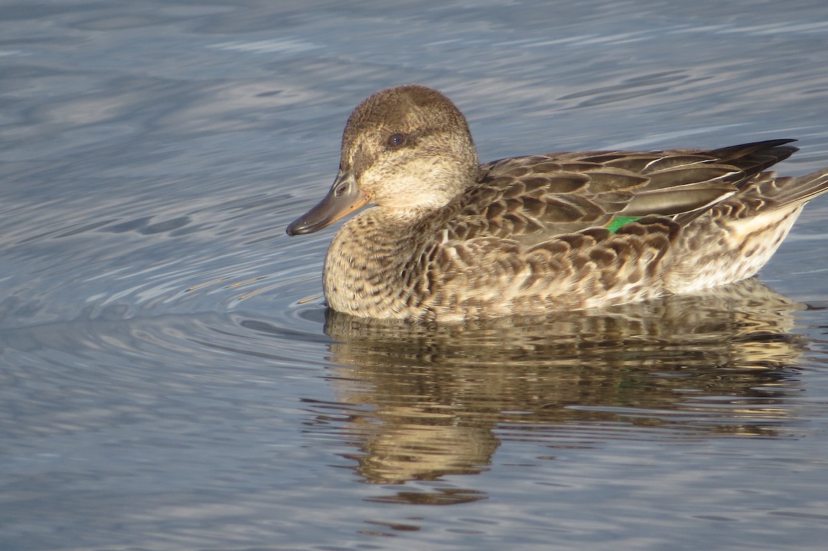 Green-winged Teal - ML624161513