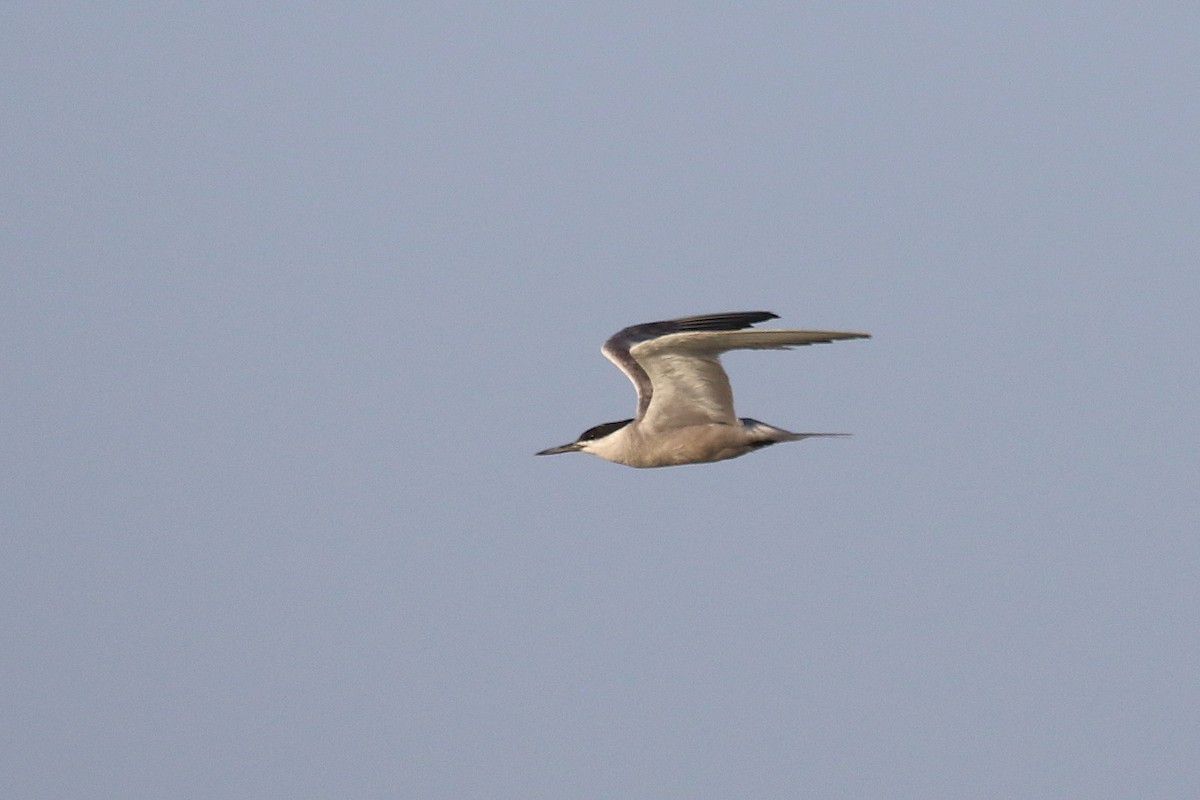 White-cheeked Tern - ML624161551