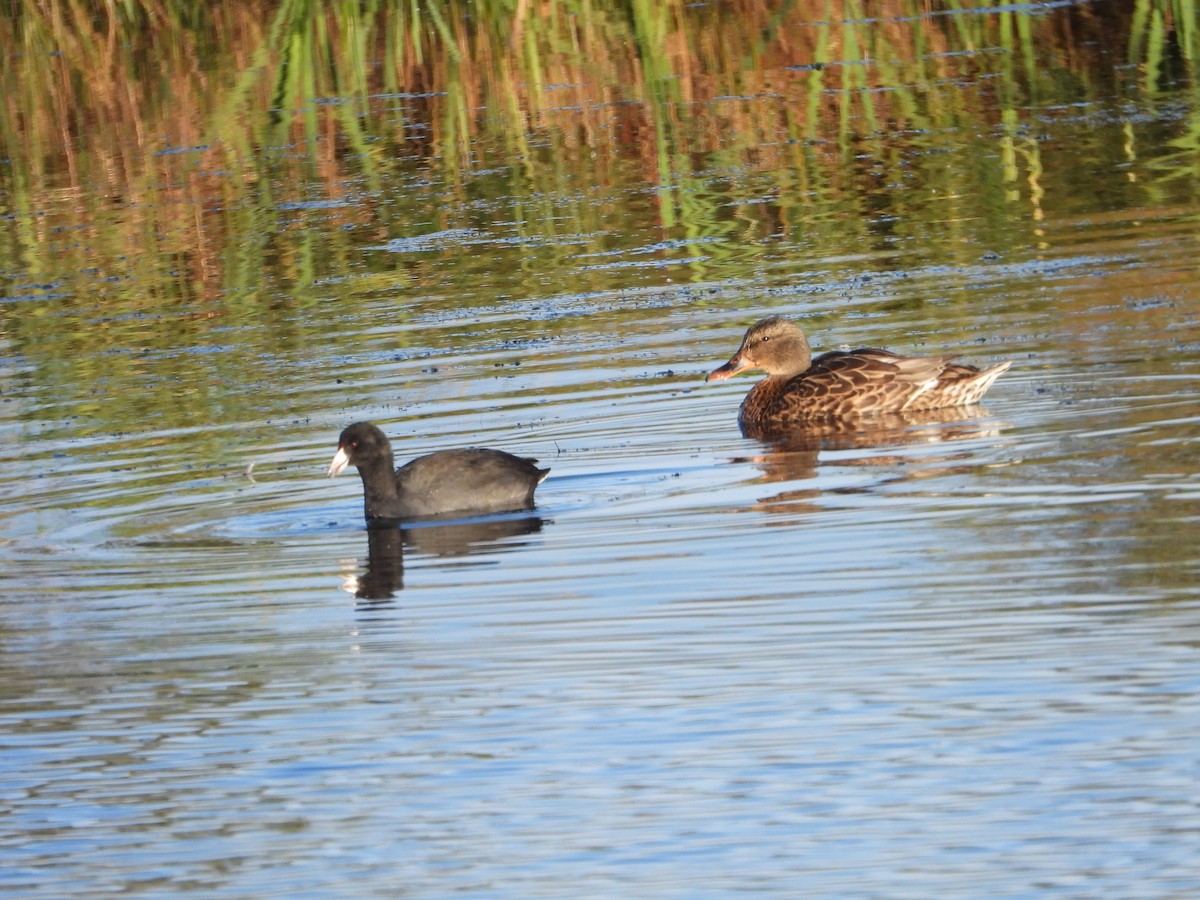 American Coot - ML624161559