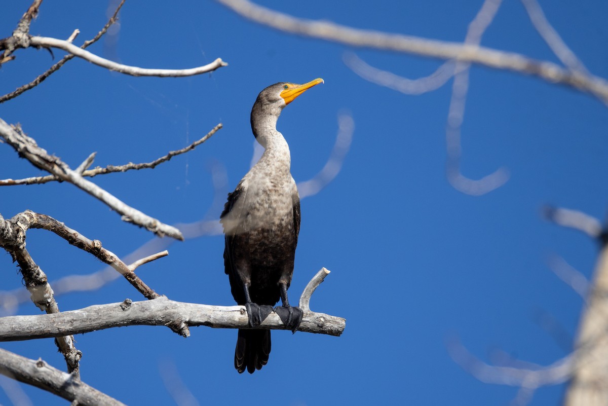 Cormoran à aigrettes - ML624161590
